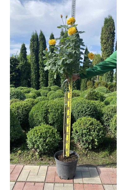 Троянда поліантова, рабатова (жовта) ШТАМБ - 10л/вис.120-130см/Ø20-30см/ШТАМБ 90-100см